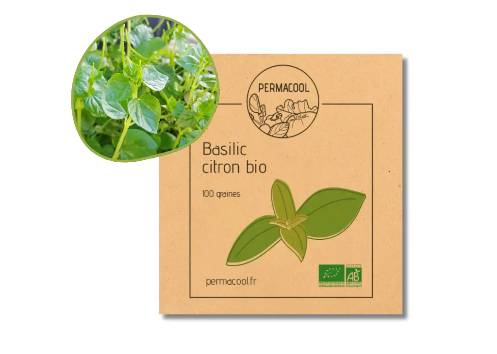 Basilic citron AB