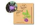 Chou-rave purple AB
