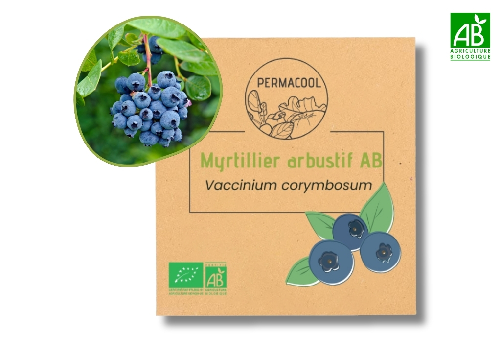 Myrtillier arbustif AB