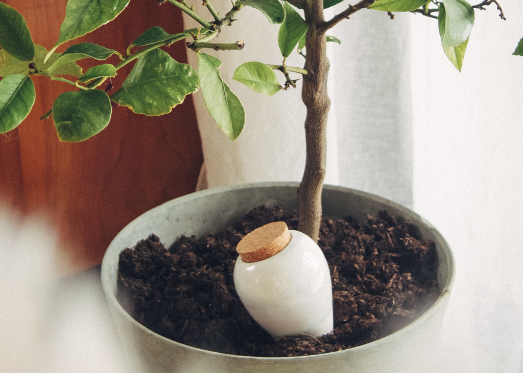 Olla à planter en terre cuite - Pépin