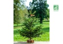 Sapin de Noël Nordmann Bio 1m/1m25