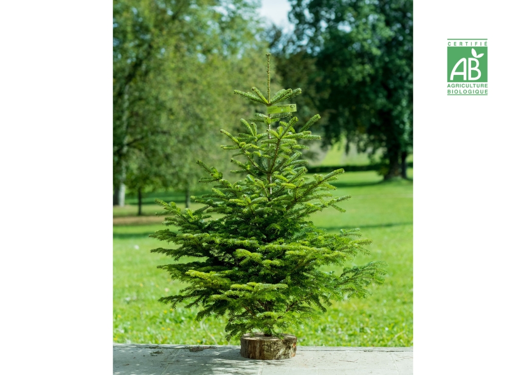 Sapin de Noël Nordmann Bio 1m25/1m50