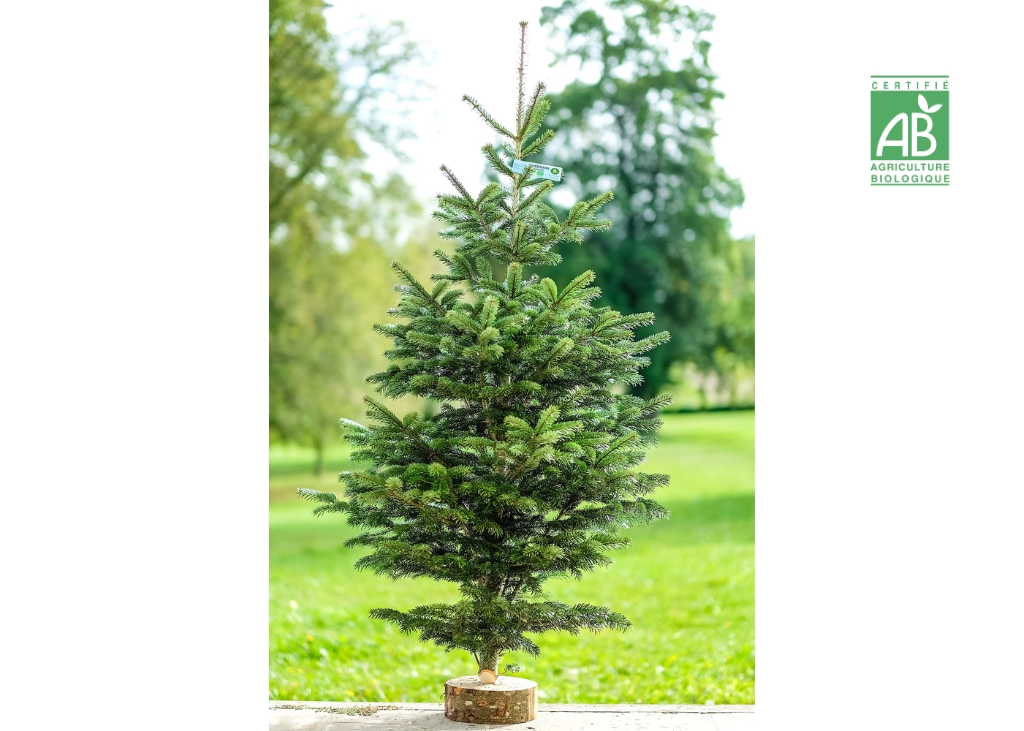 Sapin de Noël Nordmann Bio 1m50/1m70