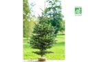 Sapin de Noël Nordmann Bio 1m50/1m70