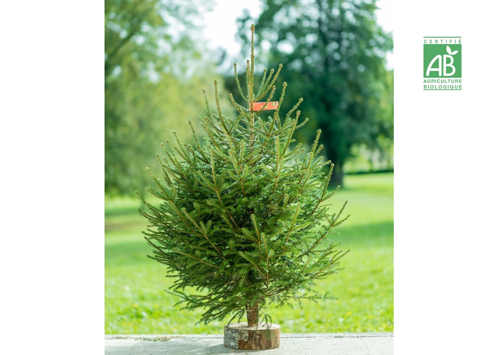 Sapin de Noël épicea Bio 1m/1m25