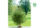 Sapin de Noël épicea Bio 1m/1m25