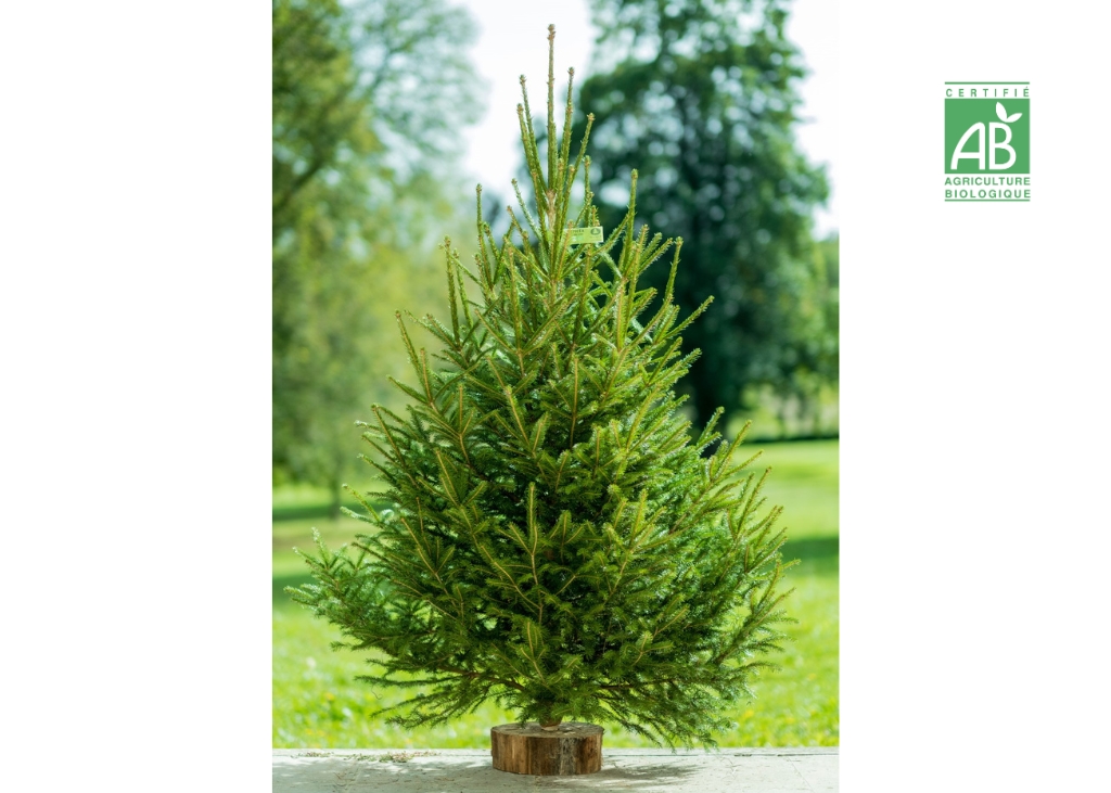 Sapin de Noël épicea Bio 1m25/1m50