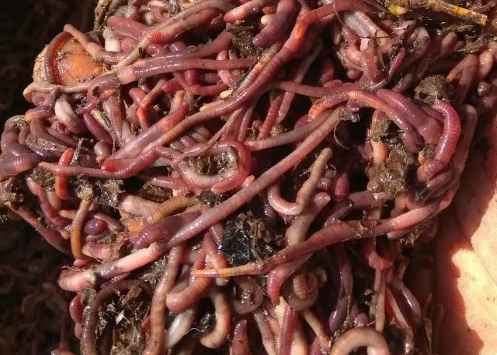 Vers de compost  1000g pour lombricomposteur