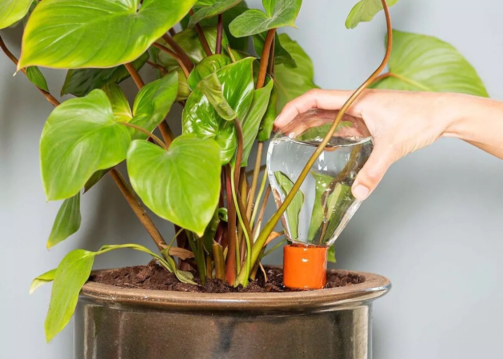 Olla pour plante d'intérieur en forme d'ampoule