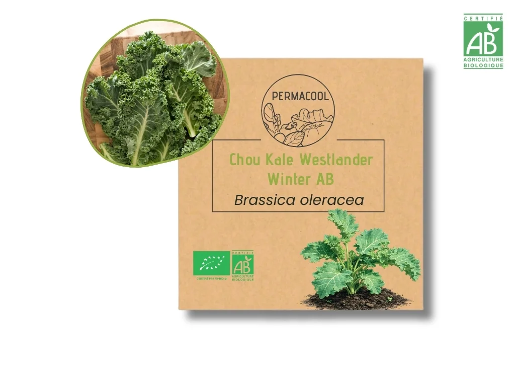 Chou kale Westlander Winter AB