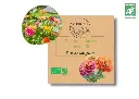 Zinnia à grandes fleurs AB