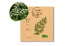Carvi AB DL