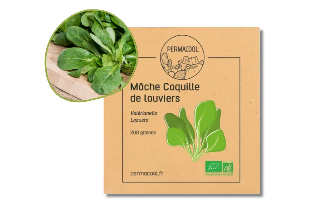 Mâche coquille de louviers AB