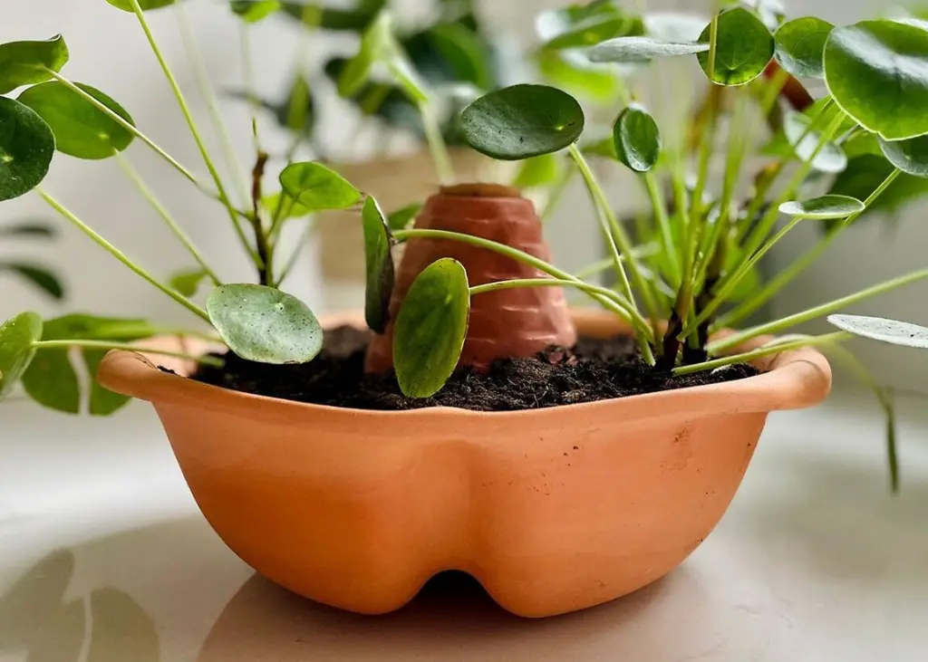 Pot en terre cuite avec diffuseur d'eau