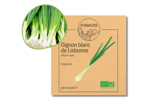 [PC-991] Oignon blanc de Lisbonne AB