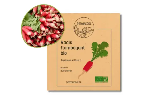[PC-372DL] Radis flamboyant 2 AB - DL