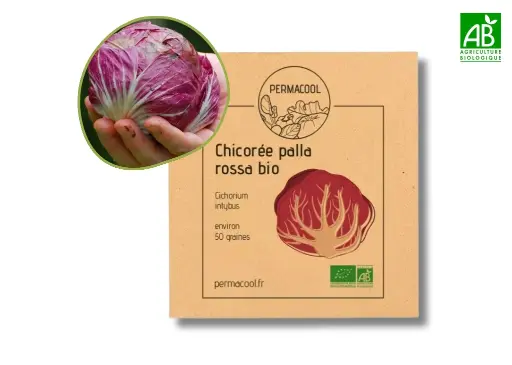 [PC-466DL] Chicorée palla rossa AB - DL