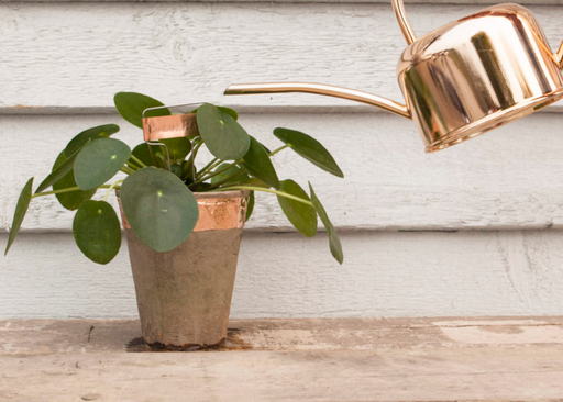 [PC-949] Ruban Anti-limace