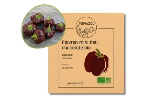 [PC-113] Poivron mini Chocolate Bell AB