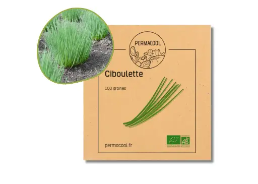 [PC-204] Ciboulette commune AB