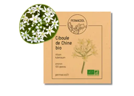 [PC-294] Ciboule de Chine AB