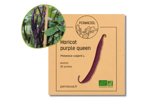 [PC-302] Haricot Purple Queen AB