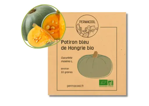 [PC-365] Potiron bleu de hongrie AB