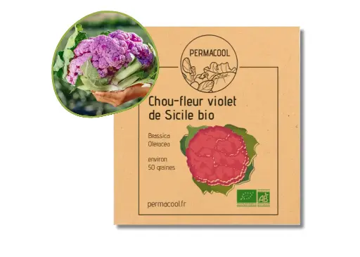 [PC-380] Chou fleur violet de Sicile AB