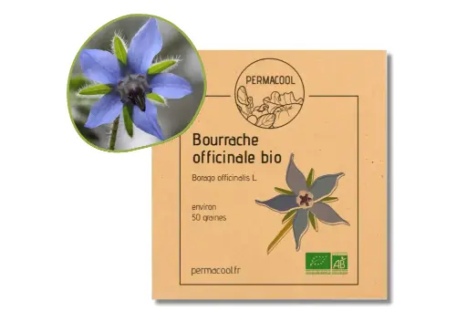 [PC-387] Bourrache officinale AB