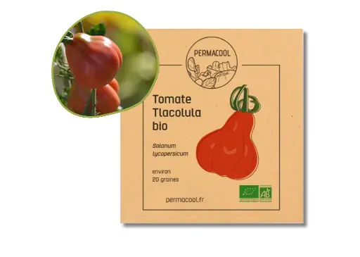 [PC-439] Tomate Tlacolula AB