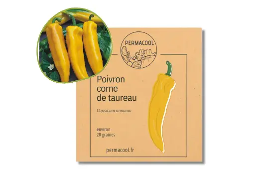 [PC-498] Poivron corne de taureau jaune NT