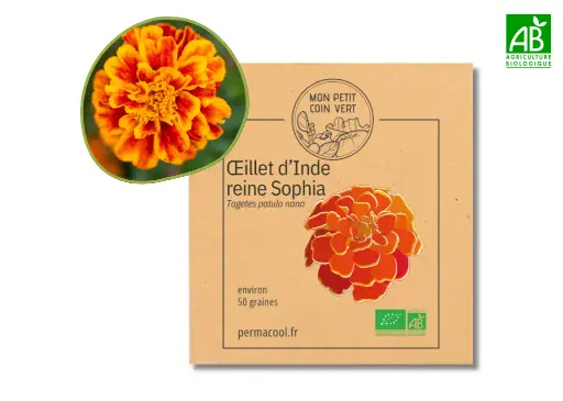 [PC-505] Oeillet d'Inde reine Sophie AB