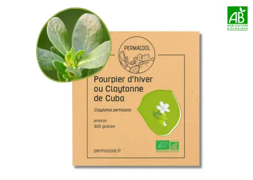 [PC-634] Pourpier d'hiver AB