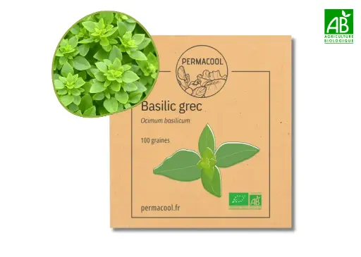 [PC-695] Basilic grec AB