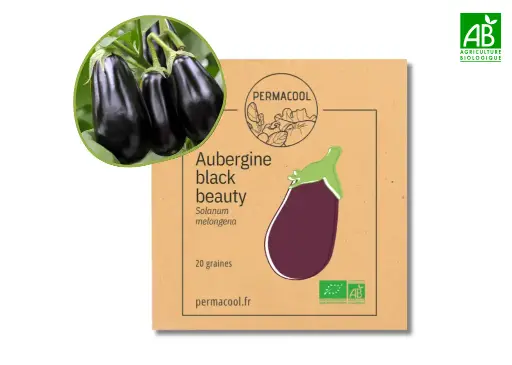 [PC-697] Aubergine Black Beauty AB