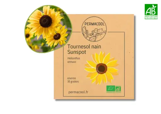 [PC-447] Tournesol nain AB