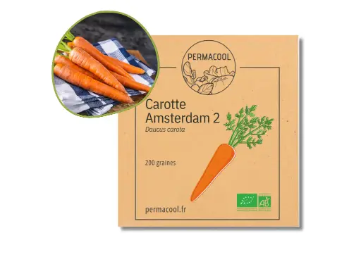 [PC-954] Carotte Amsterdam 2 AB