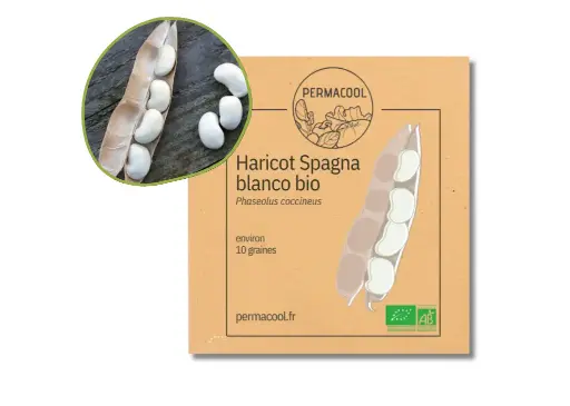 [PC-876DL] Haricot d'Espagne Spagna Bianco AB - DL 