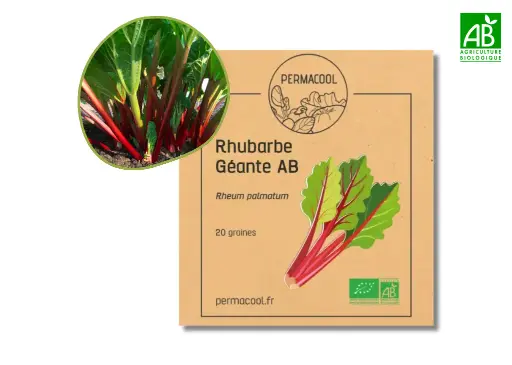 [PC-968] Rhubarbe Géante AB