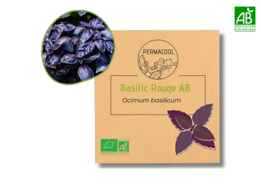 [PC-981] Basilic rouge AB