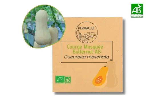 [PC-983] Courge musquée Butternut AB