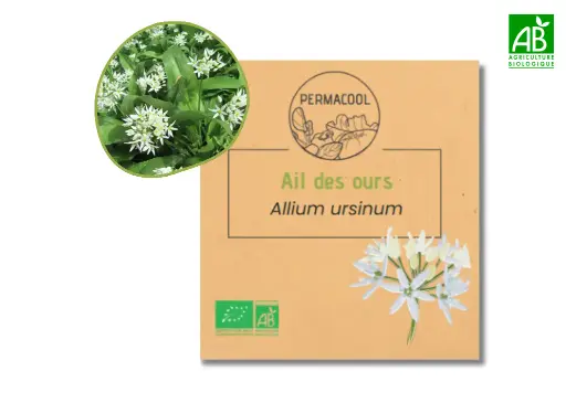 [PC-1006] Ail des ours AB