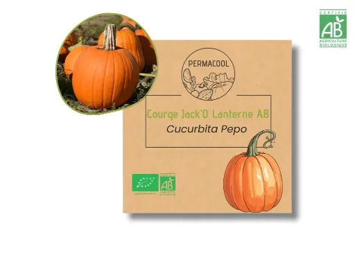 [PC-1074] Courge Jack'O Lantern AB