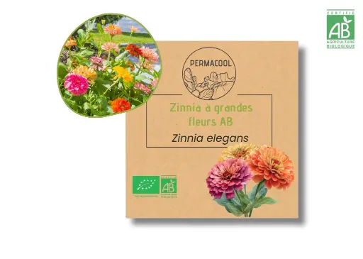 [PC-1077] Zinnia à grandes fleurs AB