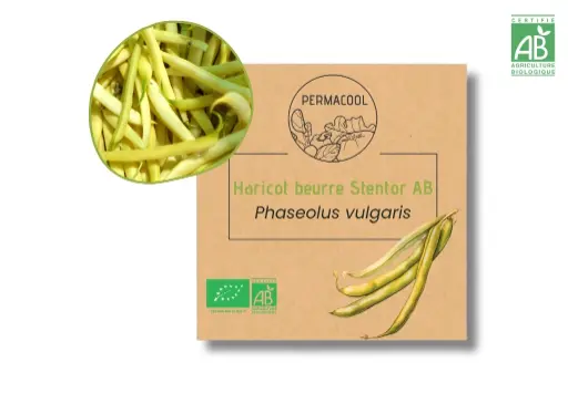 [PC-1088] Haricot Beurre Stentor AB