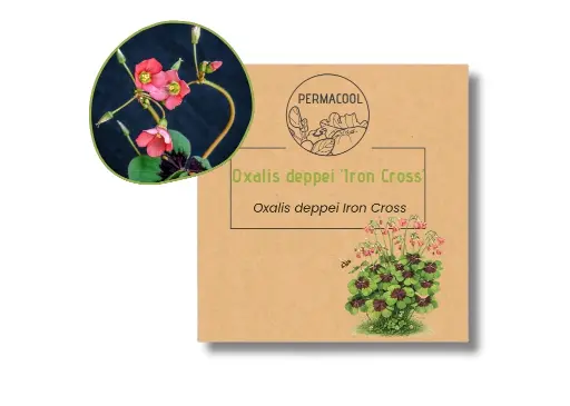 [PC-1096] 6 Bulbes d'Oxalis Deppei